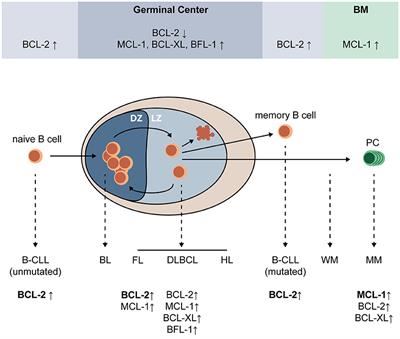 Role and Regulation of Pro-survival BCL-2 Proteins in Multiple Myeloma